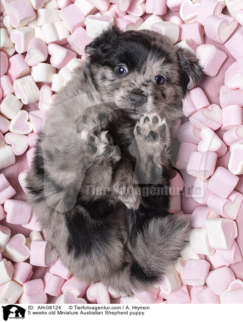 5 Wochen alter Miniature Australian Shepherd Welpe / 5 weeks old Miniature Australian Shepherd puppy / AH-08124