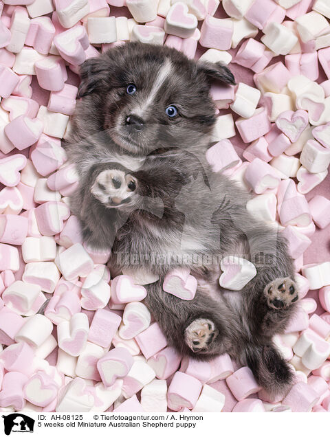 5 Wochen alter Miniature Australian Shepherd Welpe / 5 weeks old Miniature Australian Shepherd puppy / AH-08125