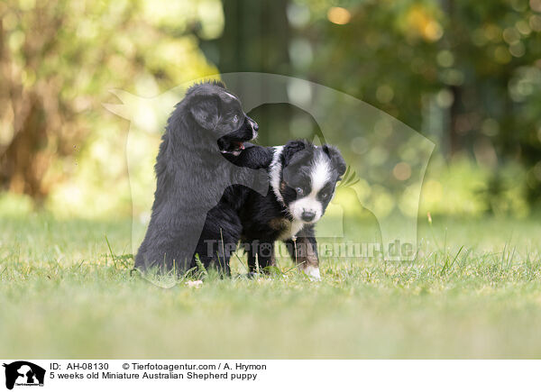 5 weeks old Miniature Australian Shepherd puppy / AH-08130