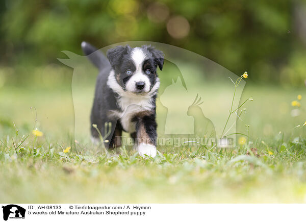 5 Wochen alter Miniature Australian Shepherd Welpe / 5 weeks old Miniature Australian Shepherd puppy / AH-08133
