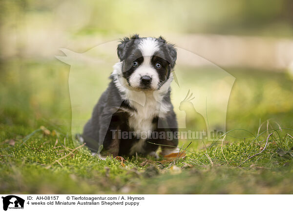4 Wochen alter Miniature Australian Shepherd Welpe / 4 weeks old Miniature Australian Shepherd puppy / AH-08157