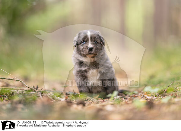 4 Wochen alter Miniature Australian Shepherd Welpe / 4 weeks old Miniature Australian Shepherd puppy / AH-08178