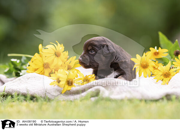 3 Wochen alter Miniature Australian Shepherd Welpe / 3 weeks old Miniature Australian Shepherd puppy / AH-08190