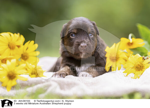 3 Wochen alter Miniature Australian Shepherd Welpe / 3 weeks old Miniature Australian Shepherd puppy / AH-08193