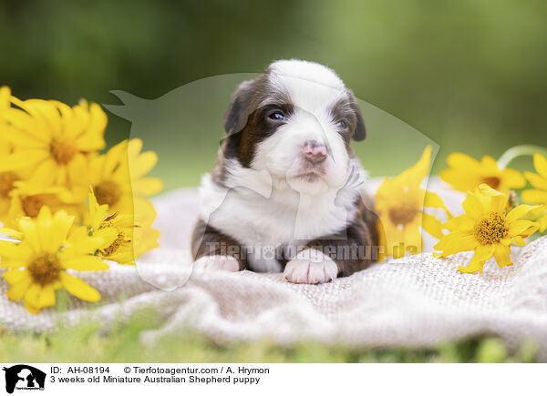 3 Wochen alter Miniature Australian Shepherd Welpe / 3 weeks old Miniature Australian Shepherd puppy / AH-08194