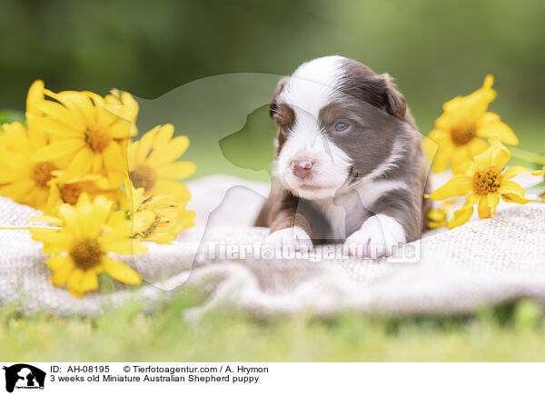 3 Wochen alter Miniature Australian Shepherd Welpe / 3 weeks old Miniature Australian Shepherd puppy / AH-08195