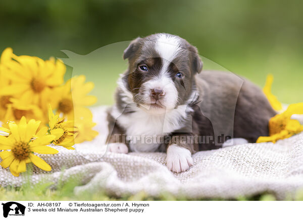 3 weeks old Miniature Australian Shepherd puppy / AH-08197