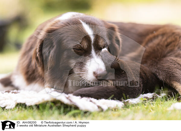 3 Wochen alter Miniature Australian Shepherd Welpe / 3 weeks old Miniature Australian Shepherd puppy / AH-08200