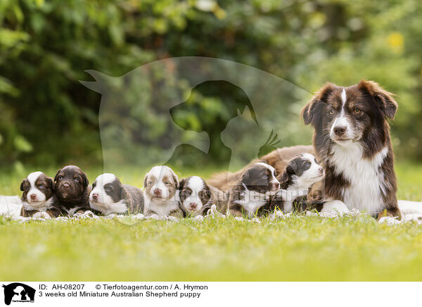 3 Wochen alter Miniature Australian Shepherd Welpe / 3 weeks old Miniature Australian Shepherd puppy / AH-08207