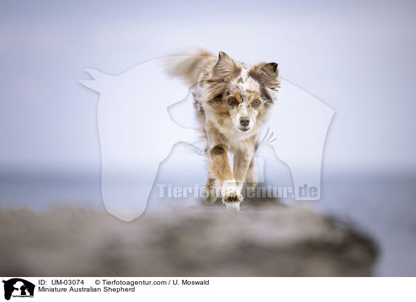 Miniature Australian Shepherd / UM-03074