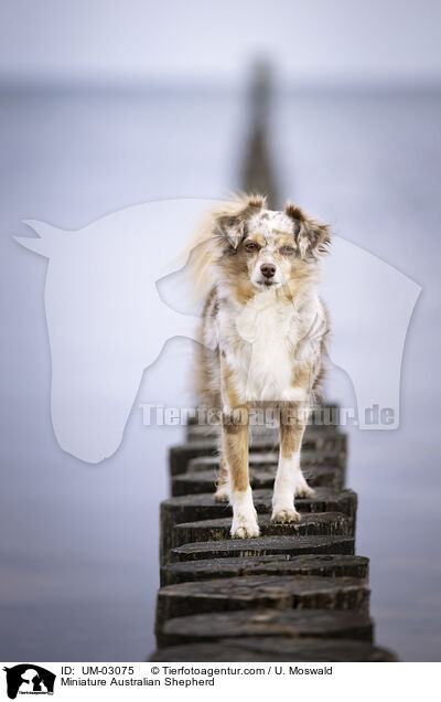Miniature Australian Shepherd / UM-03075