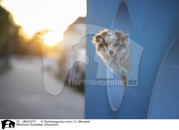 Miniature Australian Shepherd / UM-03077