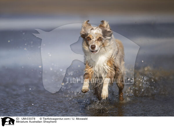 Miniature Australian Shepherd / UM-03078