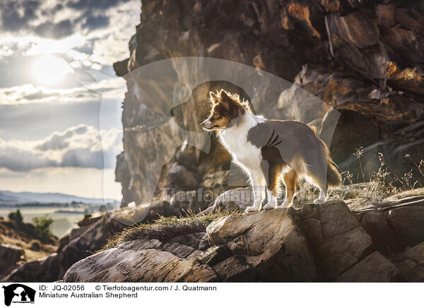 Miniature Australian Shepherd / Miniature Australian Shepherd / JQ-02056