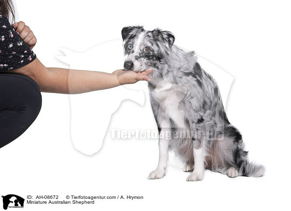 Miniature Australian Shepherd / Miniature Australian Shepherd / AH-08672