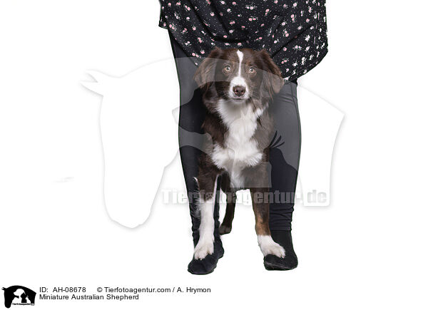 Miniature Australian Shepherd / Miniature Australian Shepherd / AH-08678