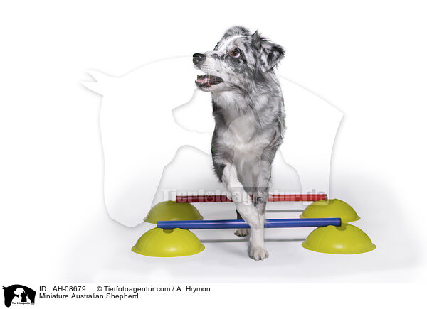 Miniature Australian Shepherd / Miniature Australian Shepherd / AH-08679