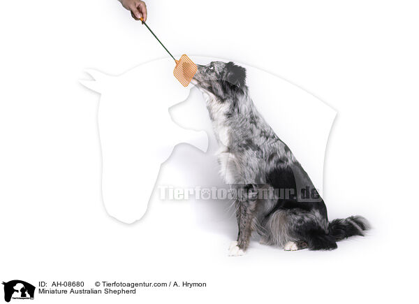Miniature Australian Shepherd / Miniature Australian Shepherd / AH-08680