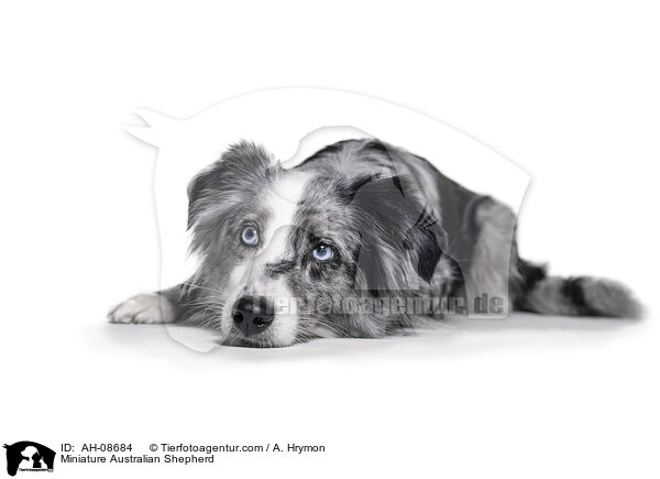 Miniature Australian Shepherd / AH-08684