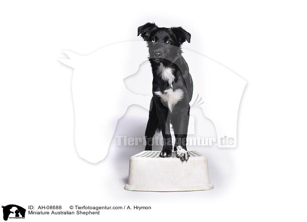 Miniature Australian Shepherd / Miniature Australian Shepherd / AH-08688