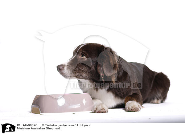 Miniature Australian Shepherd / Miniature Australian Shepherd / AH-08696
