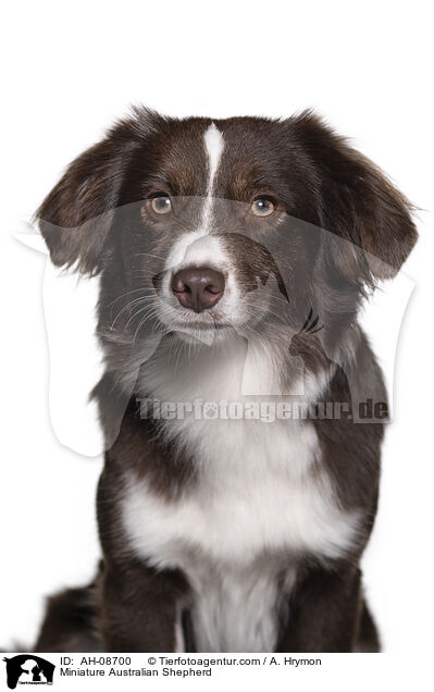 Miniature Australian Shepherd / AH-08700