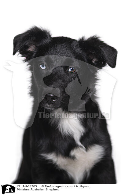 Miniature Australian Shepherd / AH-08703