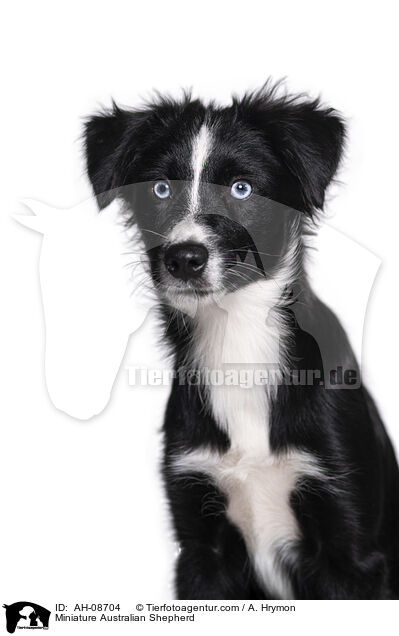 Miniature Australian Shepherd / AH-08704