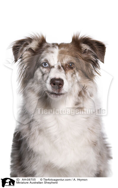 Miniature Australian Shepherd / AH-08705