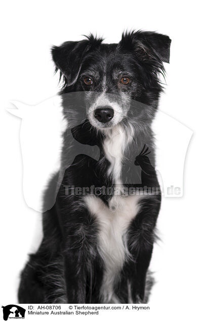 Miniature Australian Shepherd / AH-08706