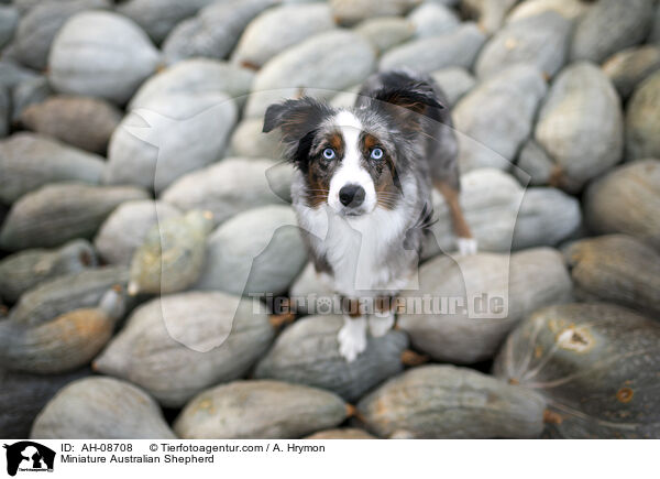 Miniature Australian Shepherd / AH-08708
