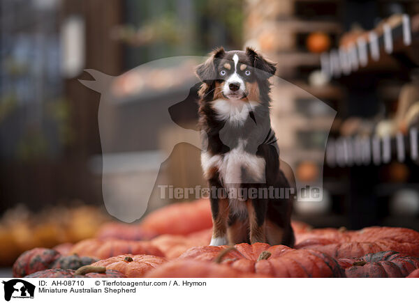 Miniature Australian Shepherd / Miniature Australian Shepherd / AH-08710