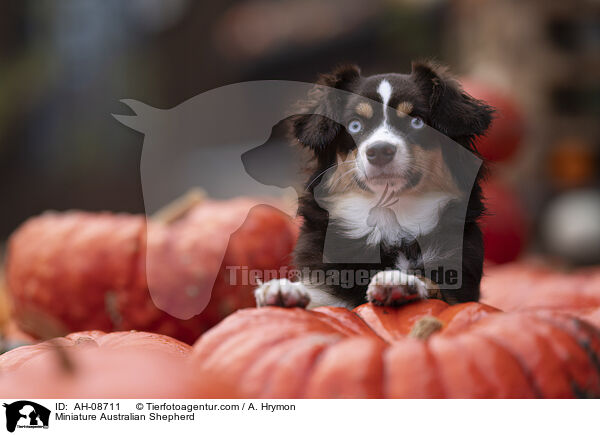 Miniature Australian Shepherd / Miniature Australian Shepherd / AH-08711