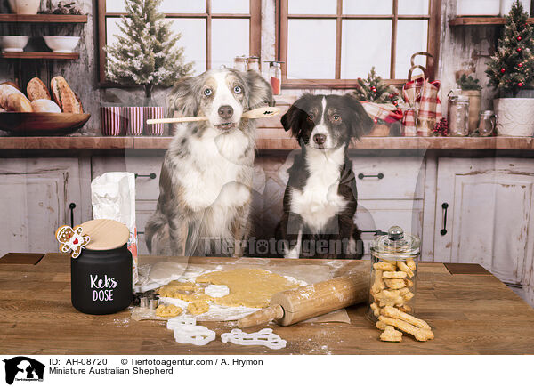 Miniature Australian Shepherd / Miniature Australian Shepherd / AH-08720