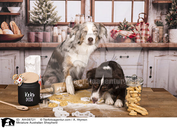 Miniature Australian Shepherd / Miniature Australian Shepherd / AH-08721