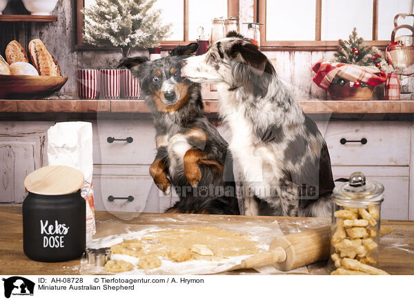 Miniature Australian Shepherd / Miniature Australian Shepherd / AH-08728