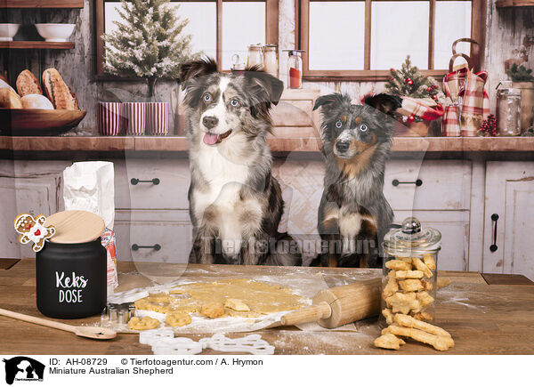 Miniature Australian Shepherd / Miniature Australian Shepherd / AH-08729