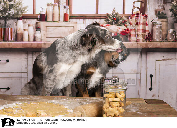 Miniature Australian Shepherd / Miniature Australian Shepherd / AH-08730