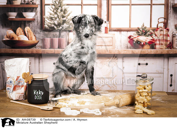 Miniature Australian Shepherd / Miniature Australian Shepherd / AH-08739
