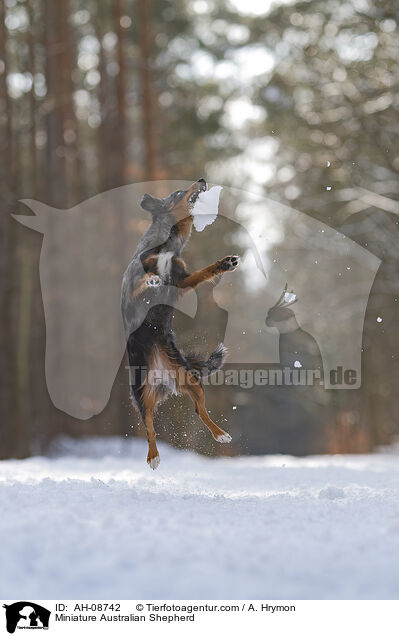 Miniature Australian Shepherd / Miniature Australian Shepherd / AH-08742