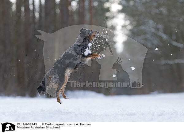 Miniature Australian Shepherd / AH-08745