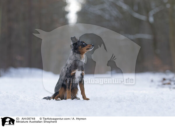 Miniature Australian Shepherd / AH-08748