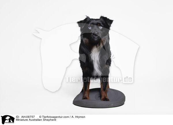Miniature Australian Shepherd / Miniature Australian Shepherd / AH-08757