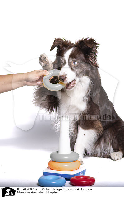 Miniature Australian Shepherd / Miniature Australian Shepherd / AH-08759