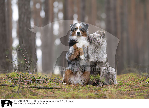 Miniature Australian Shepherd / Miniature Australian Shepherd / AH-08766