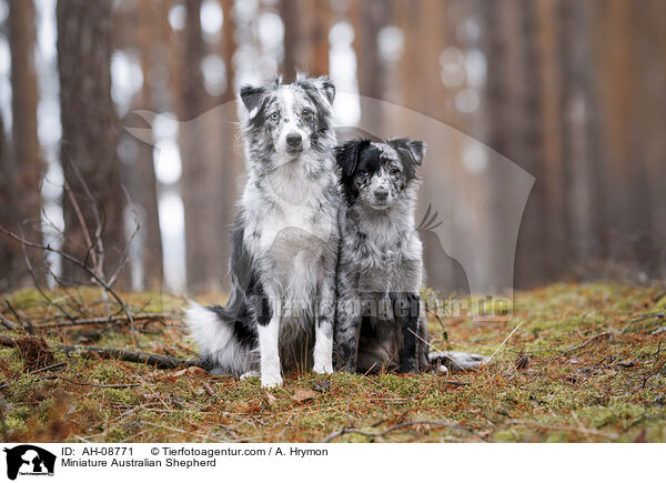 Miniature Australian Shepherd / Miniature Australian Shepherd / AH-08771