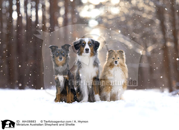 Miniature Australian Shepherd und Sheltie / Miniature Australian Shepherd and Sheltie / AH-08883