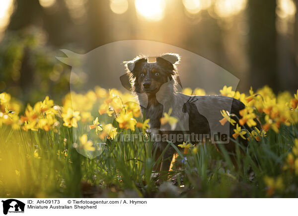 Miniature Australian Shepherd / Miniature Australian Shepherd / AH-09173
