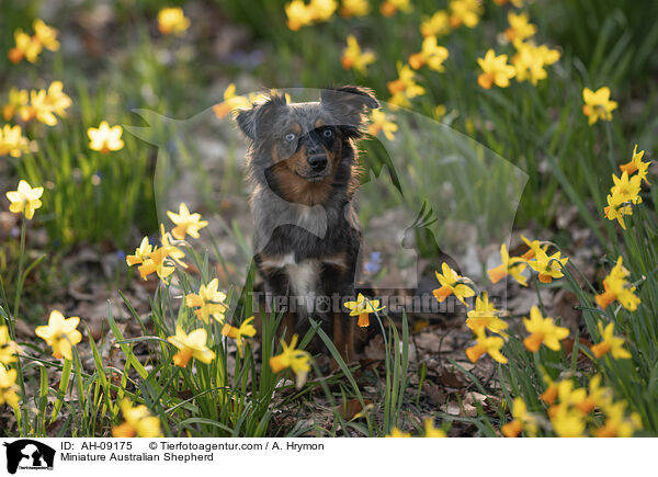 Miniature Australian Shepherd / Miniature Australian Shepherd / AH-09175