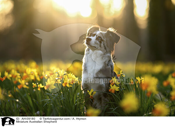 Miniature Australian Shepherd / Miniature Australian Shepherd / AH-09180